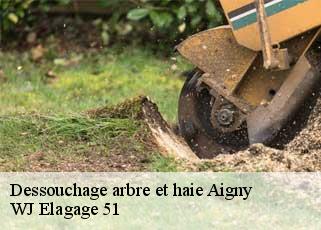 Dessouchage arbre et haie  aigny-51150 WJ Elagage 51 