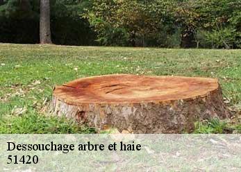 Dessouchage arbre et haie  51420