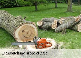 Dessouchage arbre et haie