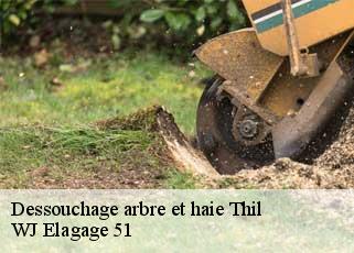 Dessouchage arbre et haie  thil-51220 WJ Elagage 51 