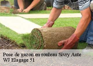 Pose de gazon en rouleau sivry-ante-51800 WJ Elagage 51